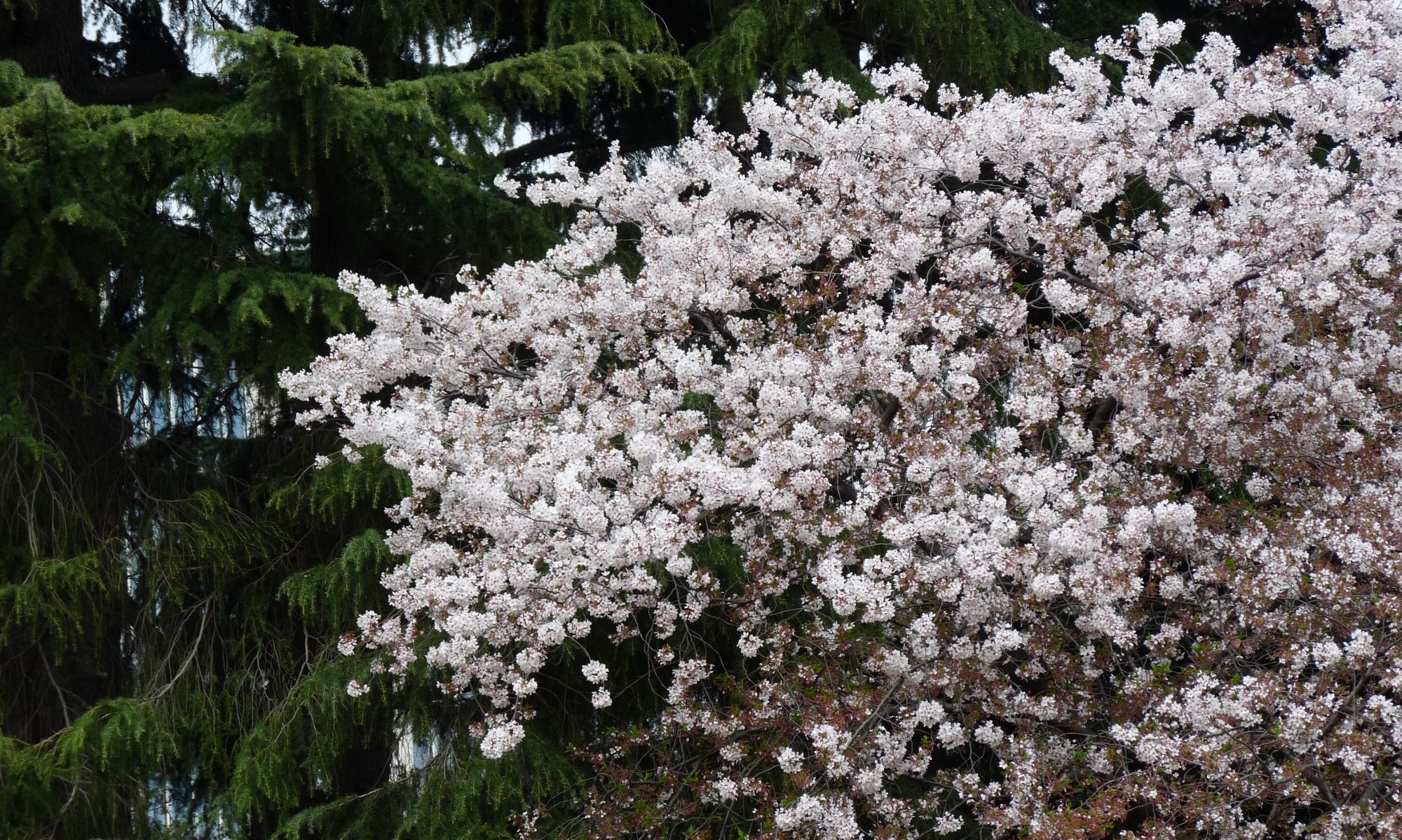 Alam Communication USA